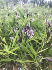 Orbexilum pedunculatum