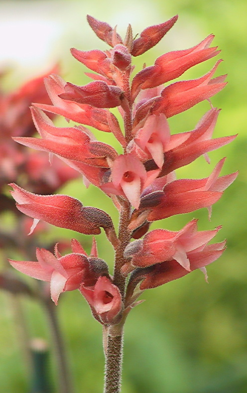 Sacoila lanceolata var. lanceolata