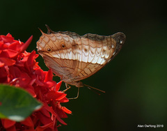 Vindula dejone erotella