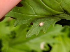 Aphididae