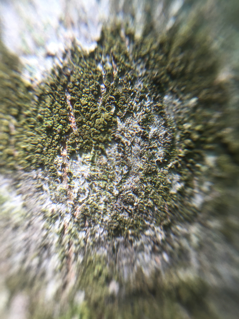 Scoliciosporaceae