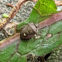 Holcostethus sphacelatus