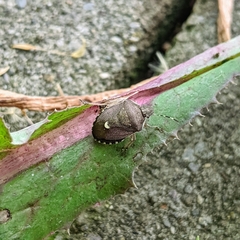 Holcostethus sphacelatus