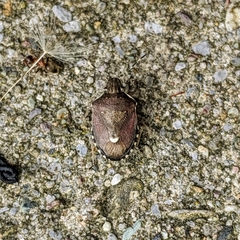 Holcostethus sphacelatus