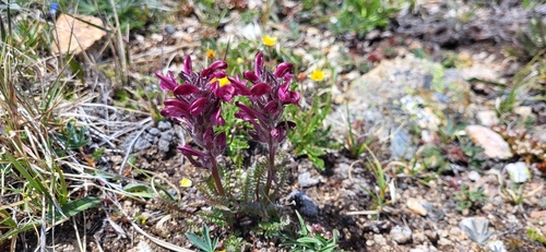 Image of Pedicularis cystopteridifolia by no rights reserved