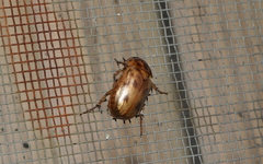 Cyclocephala lunulata