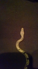 Bogertophis subocularis