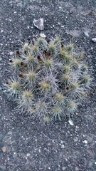 Echinocereus stramineus