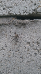 Neoscona oaxacensis