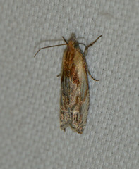 Eucosma cana