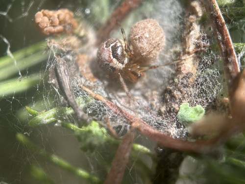 Painted Cobweb Weaver photo 5
