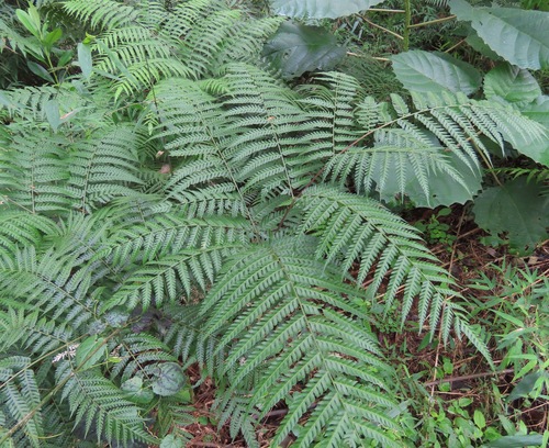 Pteris deflexa, 2024-07-04