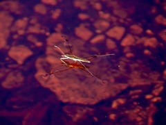 Limnoporus dissortis