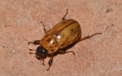 Cyclocephala lunulata
