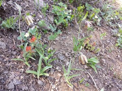 Fritillaria affinis affinis