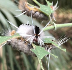 Halysidota cinctipes