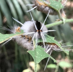 Halysidota cinctipes