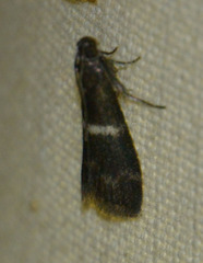 Elegia similella