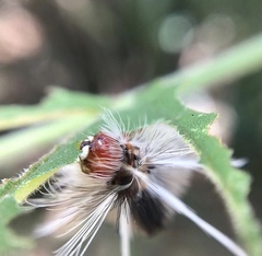 Halysidota cinctipes