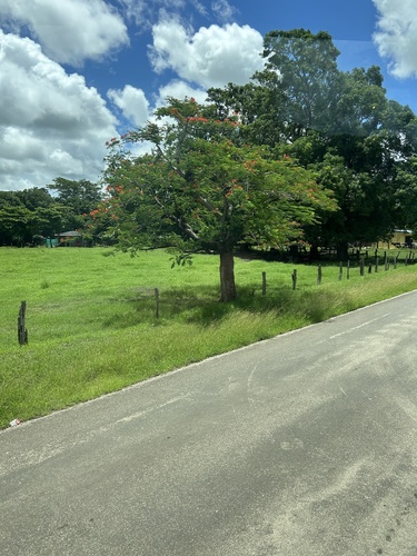 Delonix regia - Whole tree