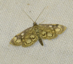 Anania coronata
