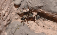 Odontomachus clarus