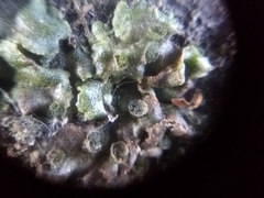 Marchantia polymorpha