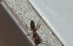 Odontomachus clarus