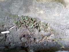 Marchantia polymorpha