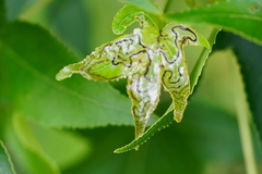 Phyllocnistis liquidambarisella