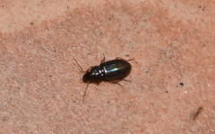Selenophorus