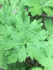 Petasites frigidus palmatus