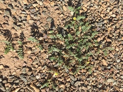 Tribulus terrestris