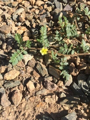 Tribulus terrestris