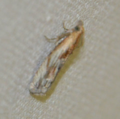 Eucosma cana