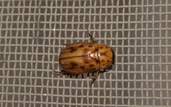 Cyclocephala lunulata