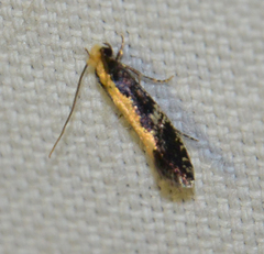 Monopis obviella