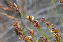 Elegia filacea