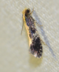 Monopis obviella