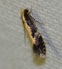 Monopis obviella