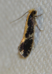 Monopis obviella