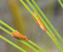Elegia filacea