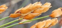 Elegia filacea