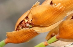 Elegia filacea