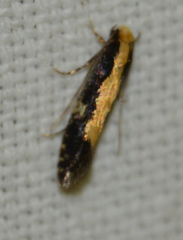 Monopis obviella