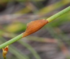 Elegia filacea