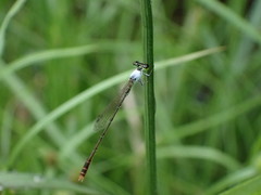 Agriocnemis femina oryzae