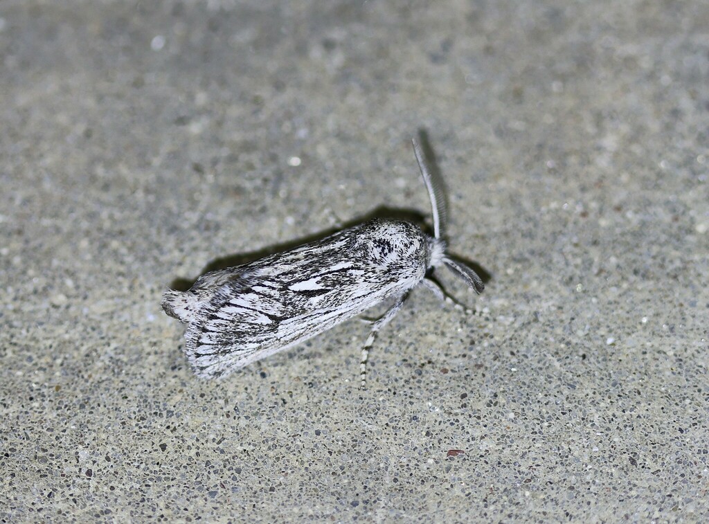 Hypopta palmata
