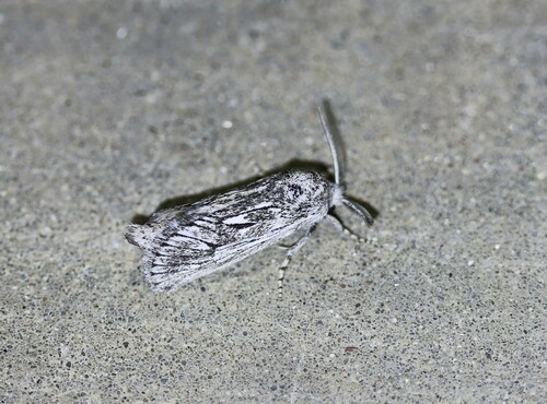 Hypopta palmata