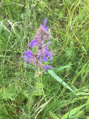 Salvia pratensis